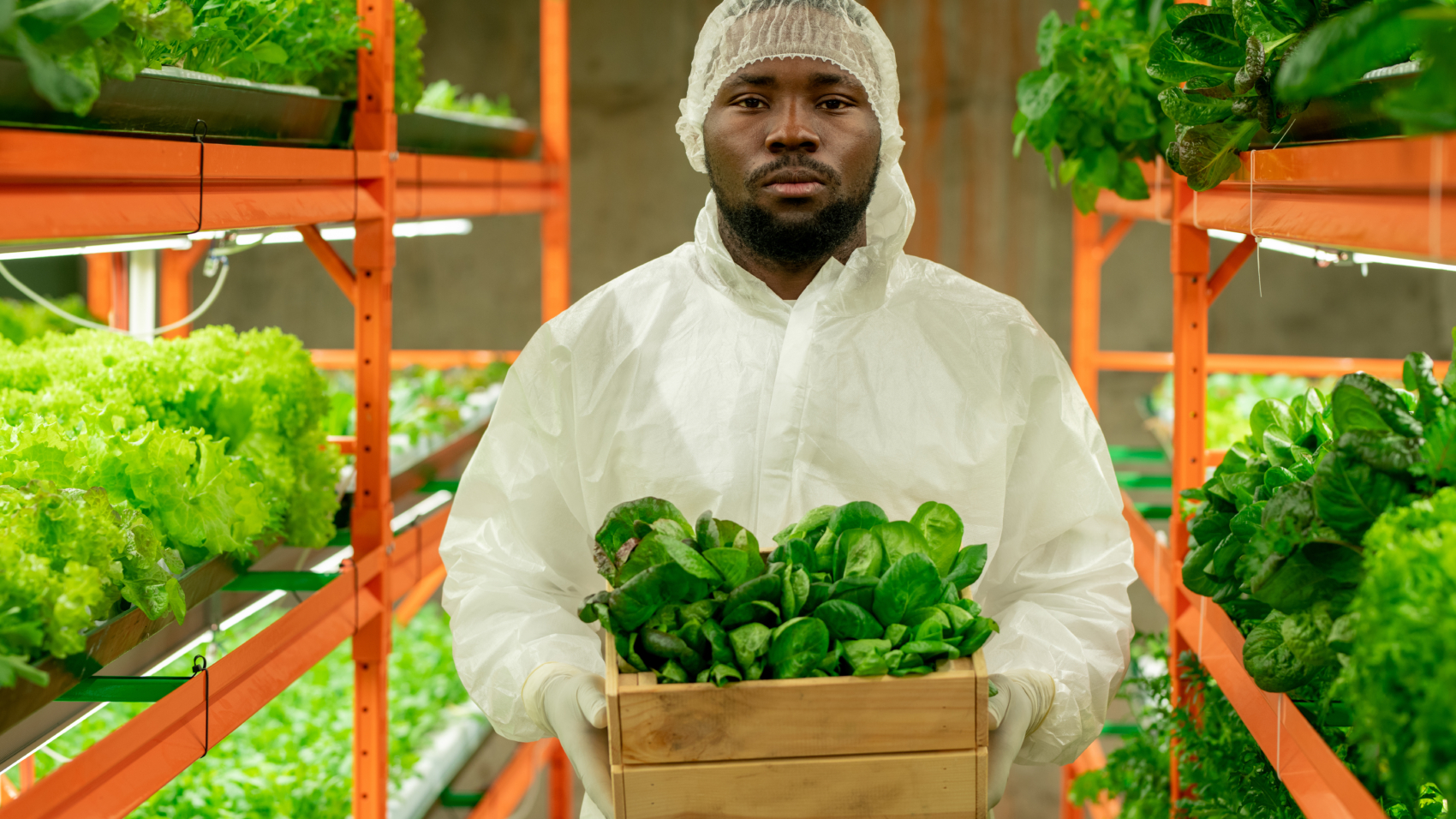Young serious male agroengineer of African ethnicity holding wooden box with green spinach seedlings while standing in aisle between shelves